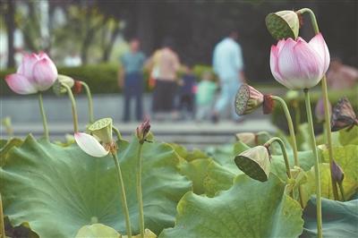 揚州儀征市大浦塘公園里荷花盛開 令人賞心悅目