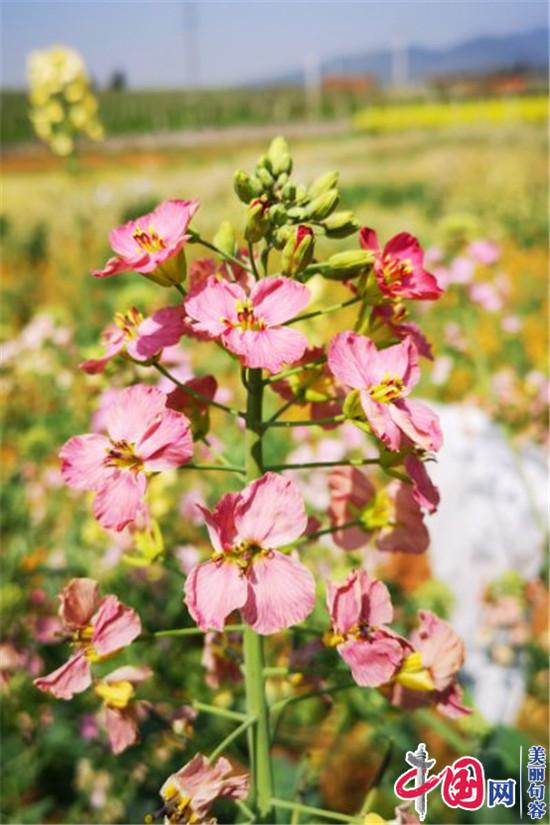 句容后白1700畝多彩油菜花田驚艷游客