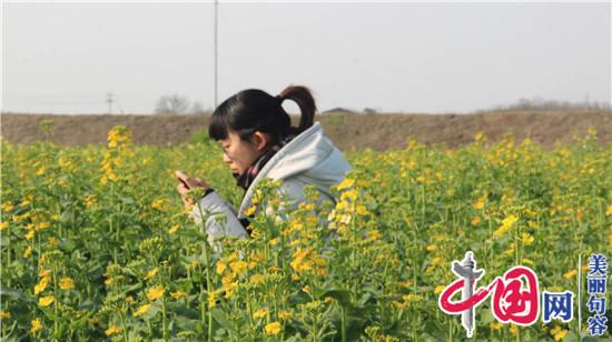 句容后白1700畝多彩油菜花田驚艷游客