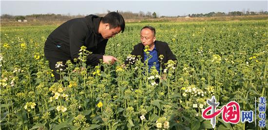 句容后白1700畝多彩油菜花田驚艷游客