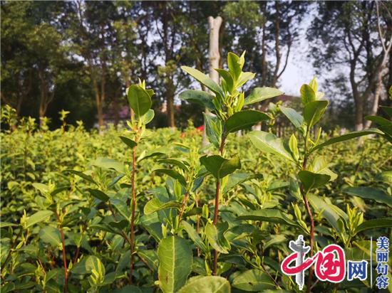 春來茶香 江蘇句容迎來首批春茶