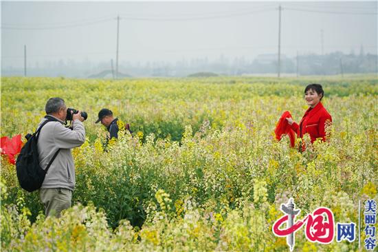 句容李家橋：昔日“孤島”變花海 “美麗產業”助增收