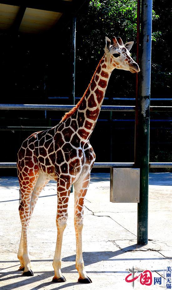 無錫動物園國慶七天樂