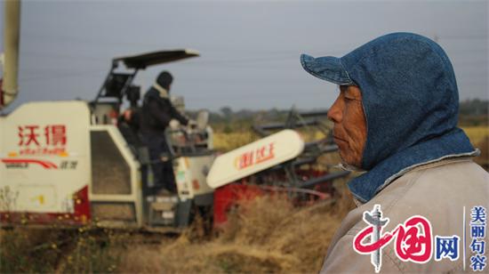 句容李家橋村“夢里水鄉”：昔日低洼洪澇區 今日水稻獲豐收(組圖)